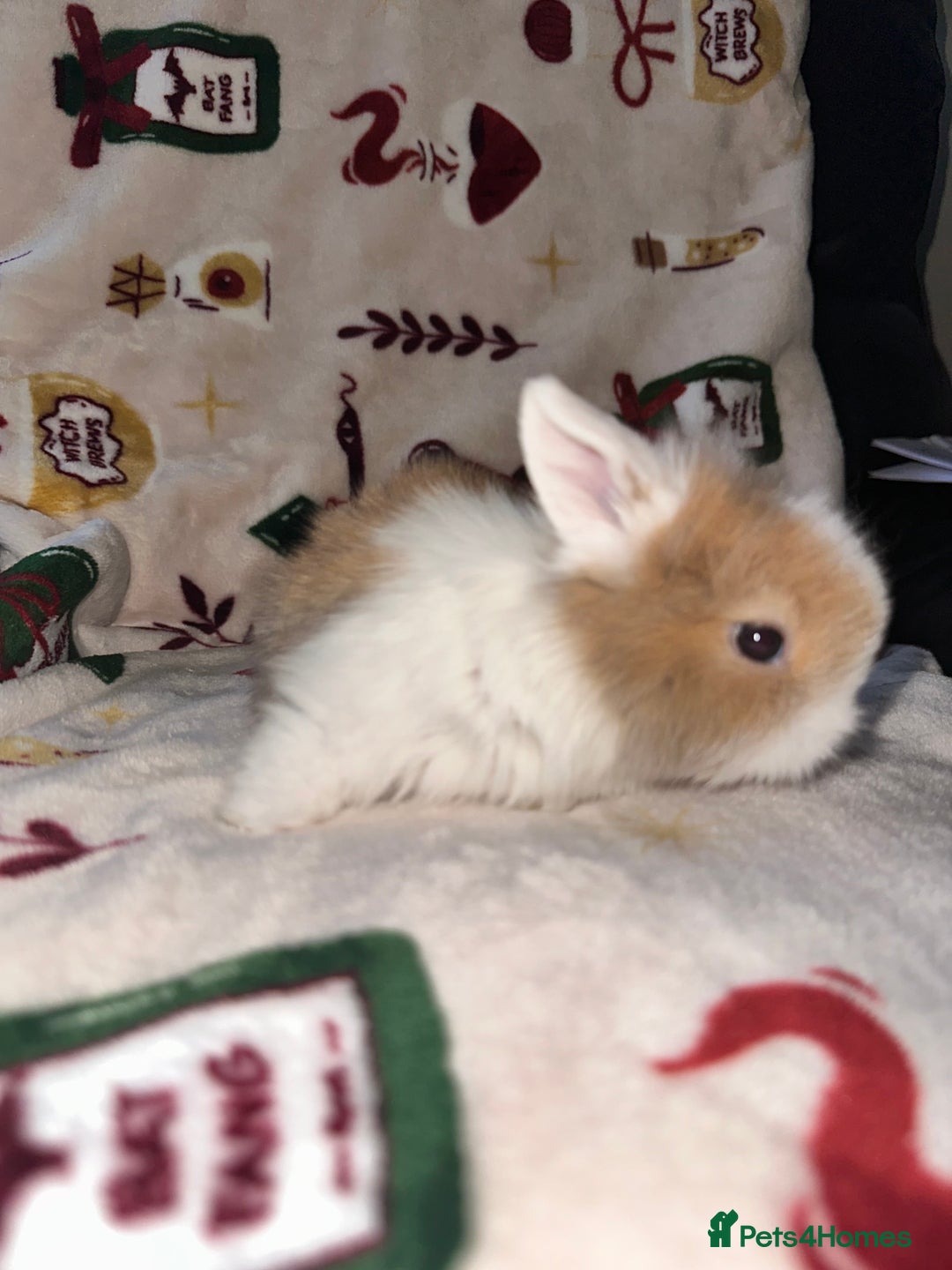 Mini Lop rabbits for sale: Adorable Baby Mini Lops Looking for Loving Homes - Advert 18
