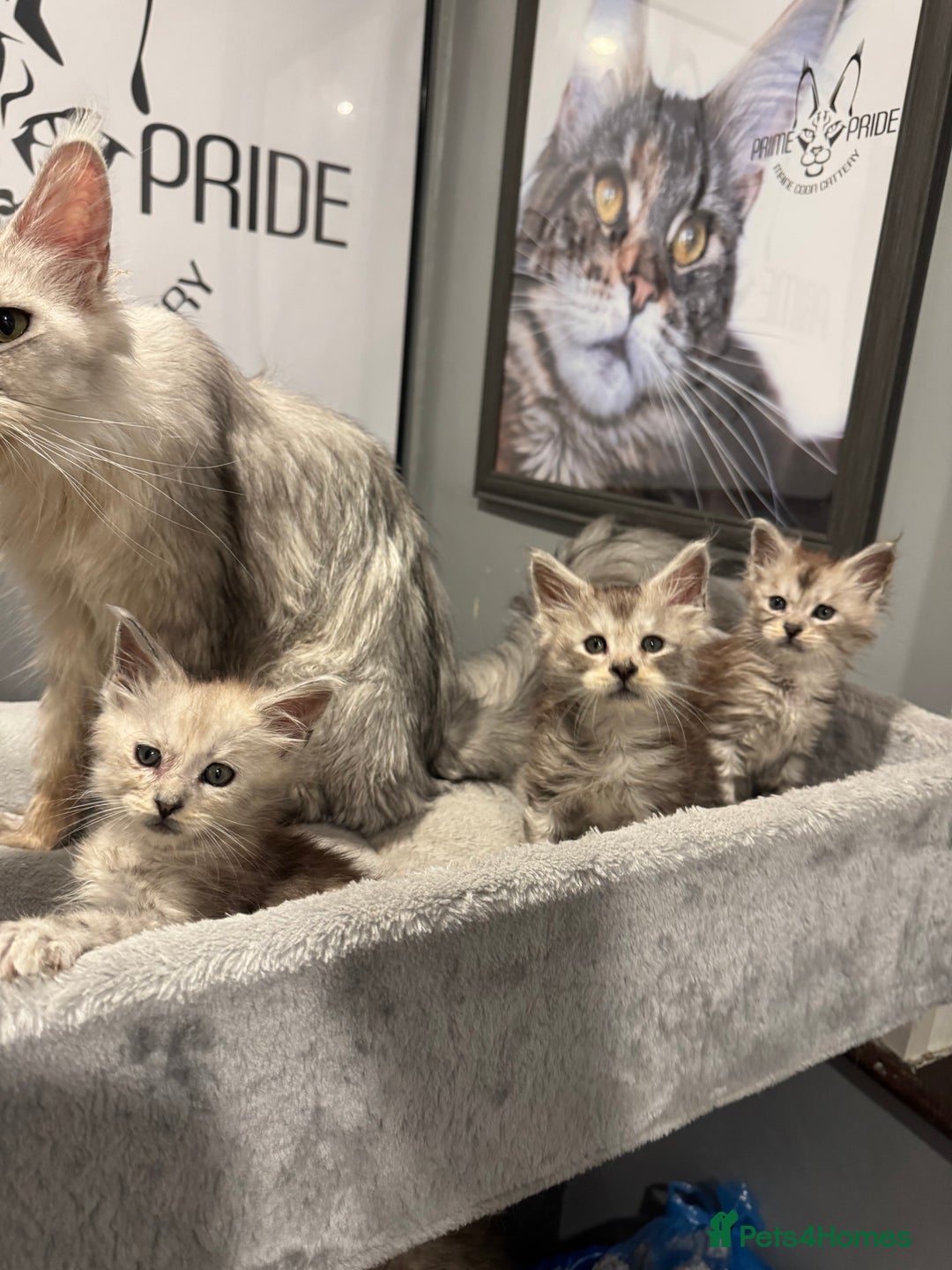 Maine Coon cats for sale: Stunning Maine Coon girls  - Image 20