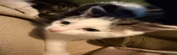 Mixed Breed cats for sale: 6 playful kittens for sale  - Advert 15
