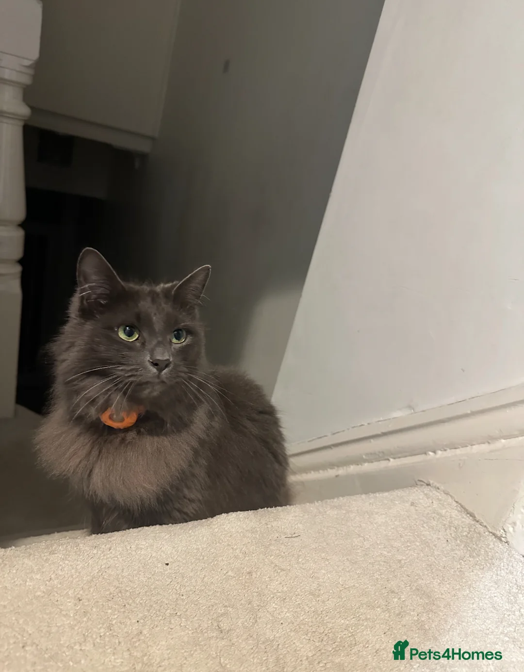 Nebelung cats for sale: Cat shadow  - Advert 2