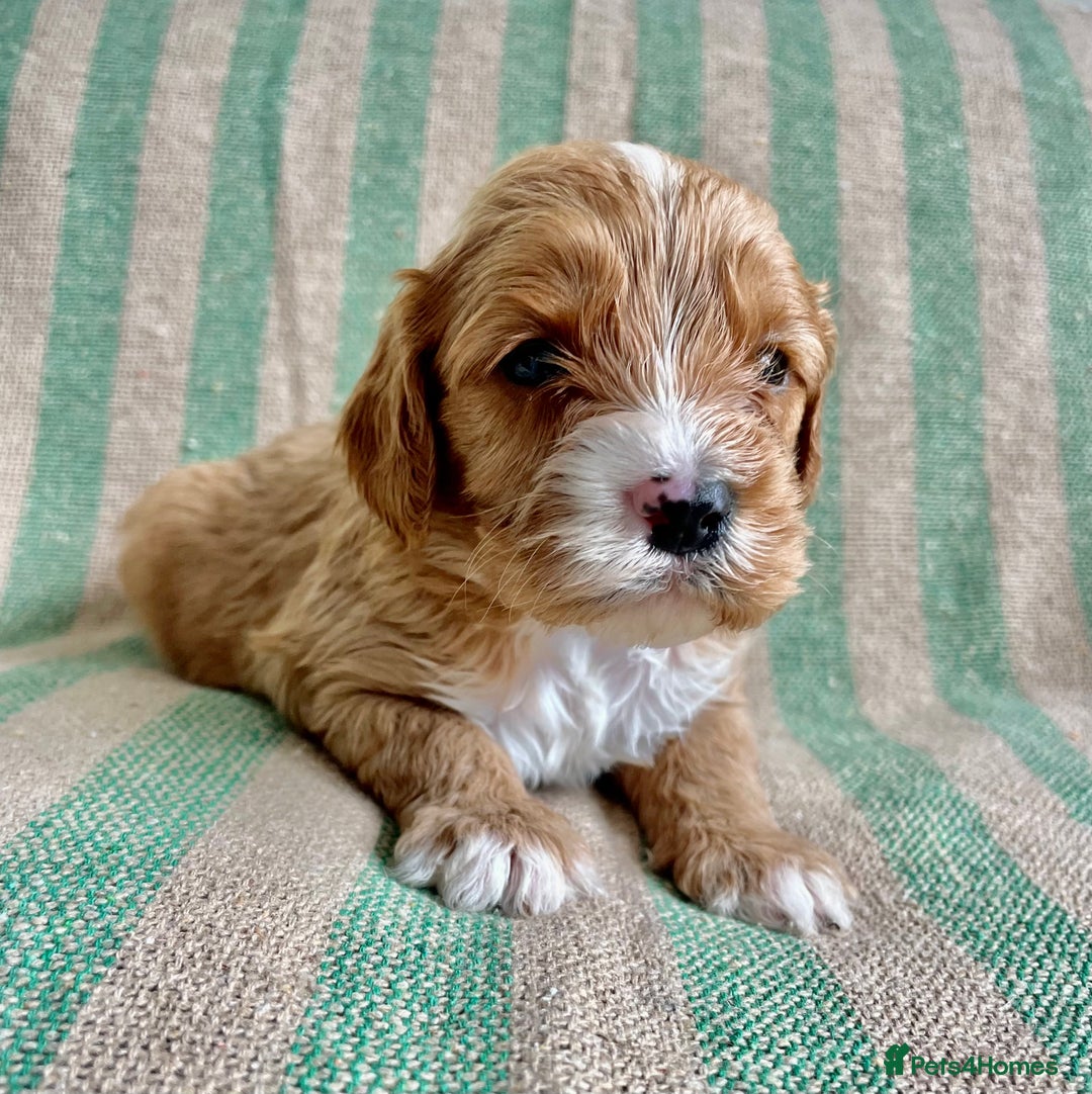 Cavapoo dogs for sale: CAVAPOO 5* LICENSED BREEDERS - Image 2