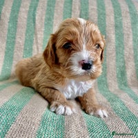 Cavapoo dogs CAVAPOO 5* LICENSED BREEDERS - Advert 4