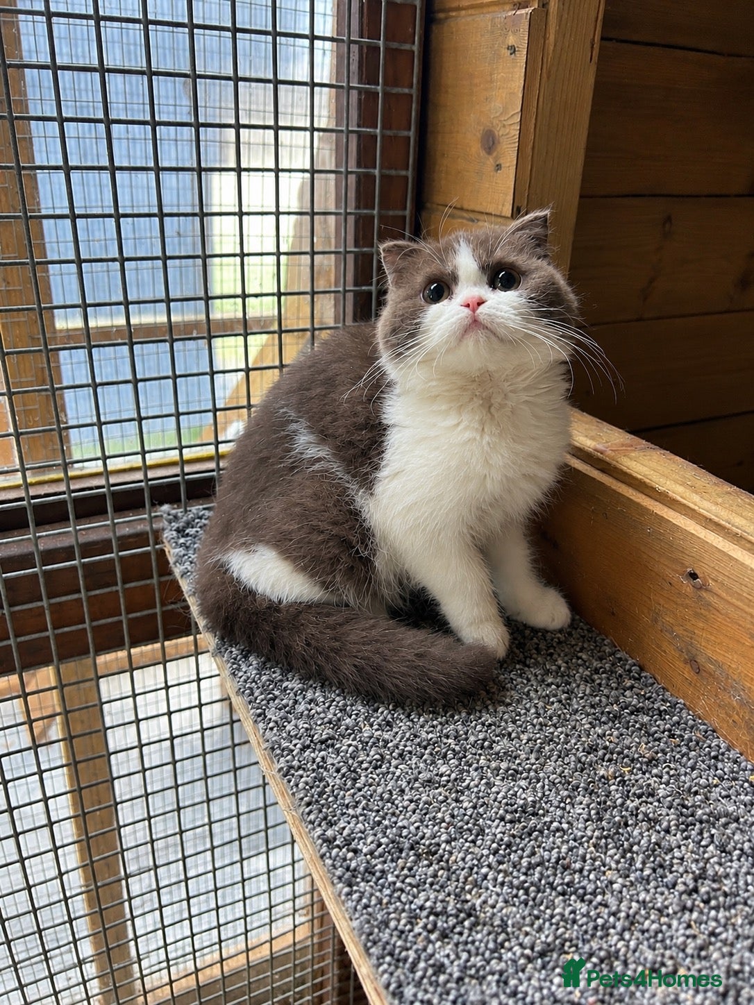 British Shorthair cats for sale: BSH KITTENS 🤎💙 - Advert 22