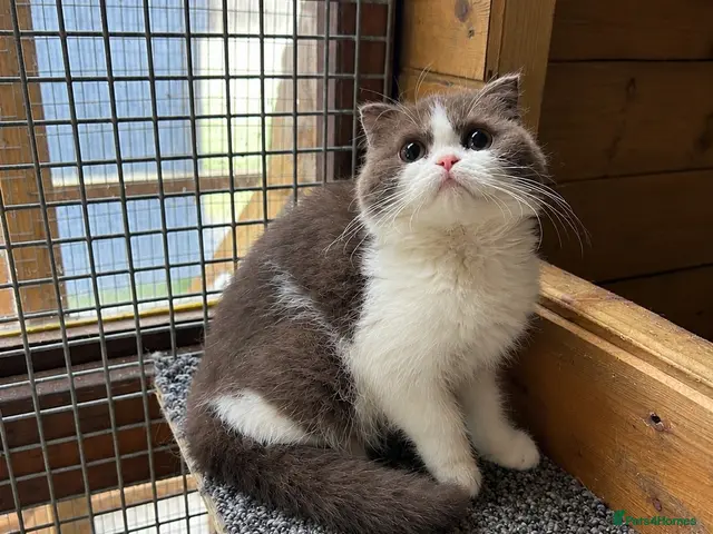 British Shorthair cats for sale: BSH KITTENS 🤎💙 - Advert 22