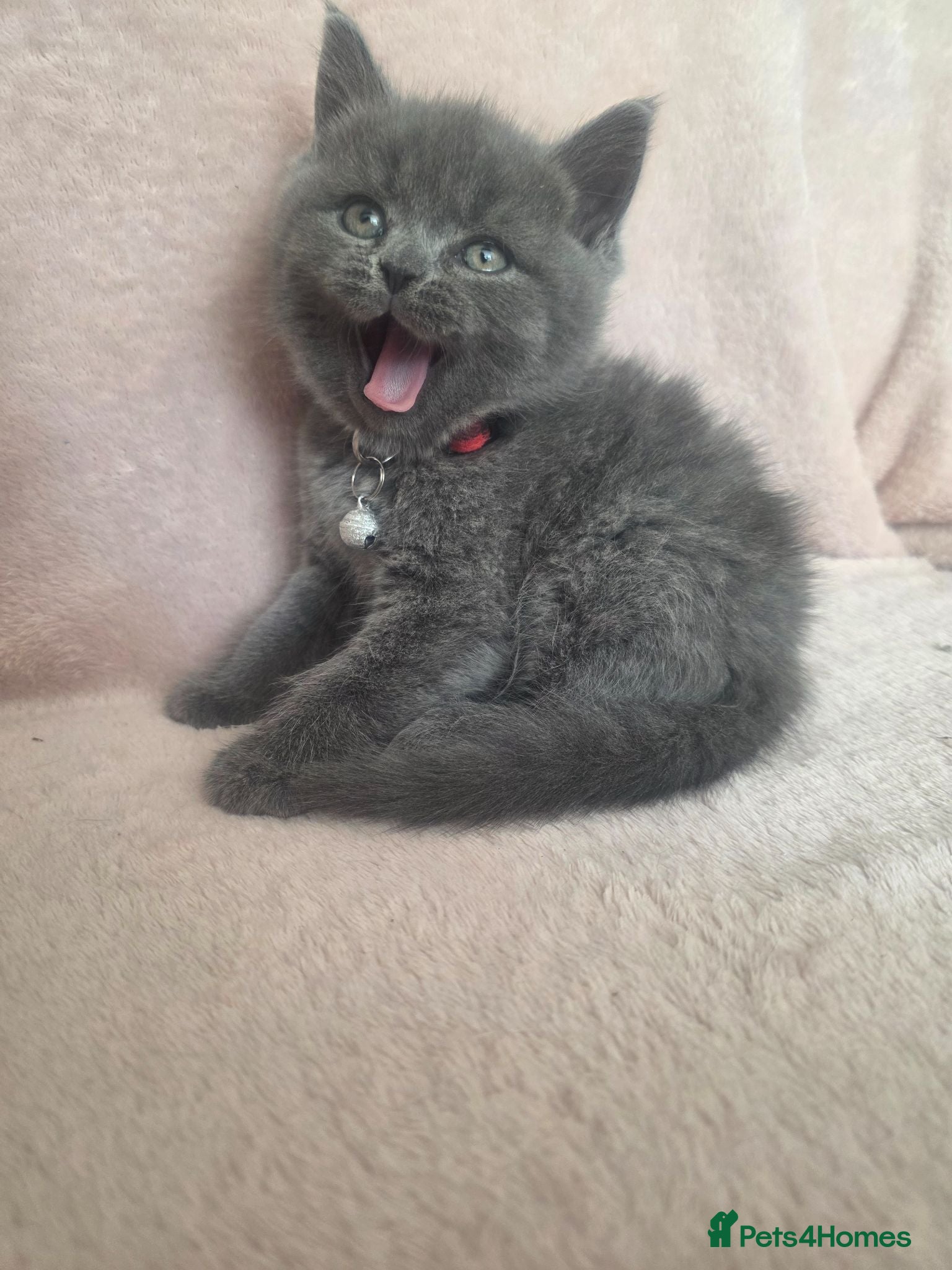 British Shorthair cats Blue British Shorthair  - Advert 2