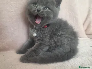 British Shorthair cats Blue British Shorthair - Advert 2