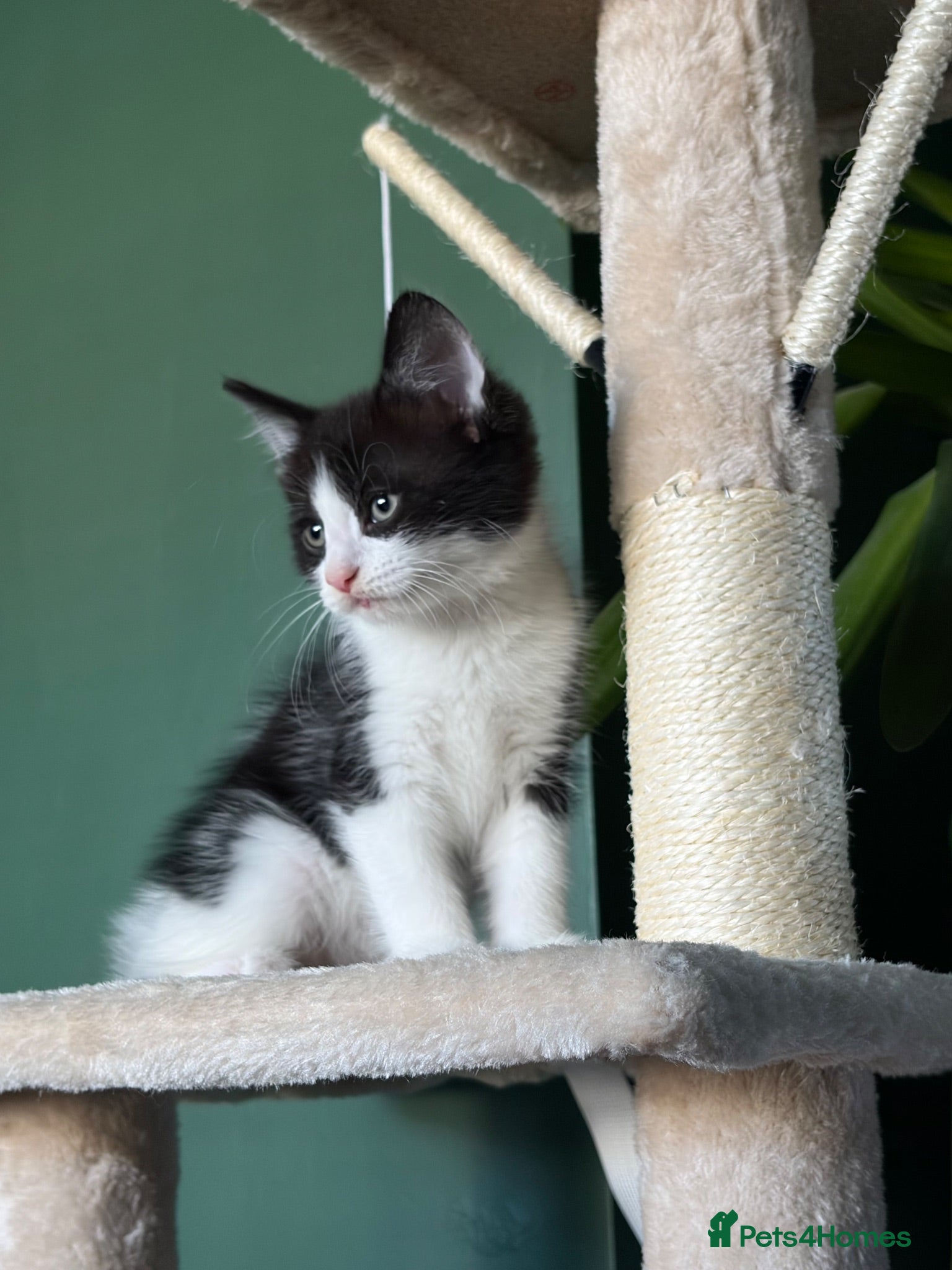 Mixed Breed cats Our chocolate kitties!!! - Advert 4