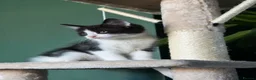 Mixed Breed cats for sale: Our chocolate kitties!!! in Cardiff - Advert 1
