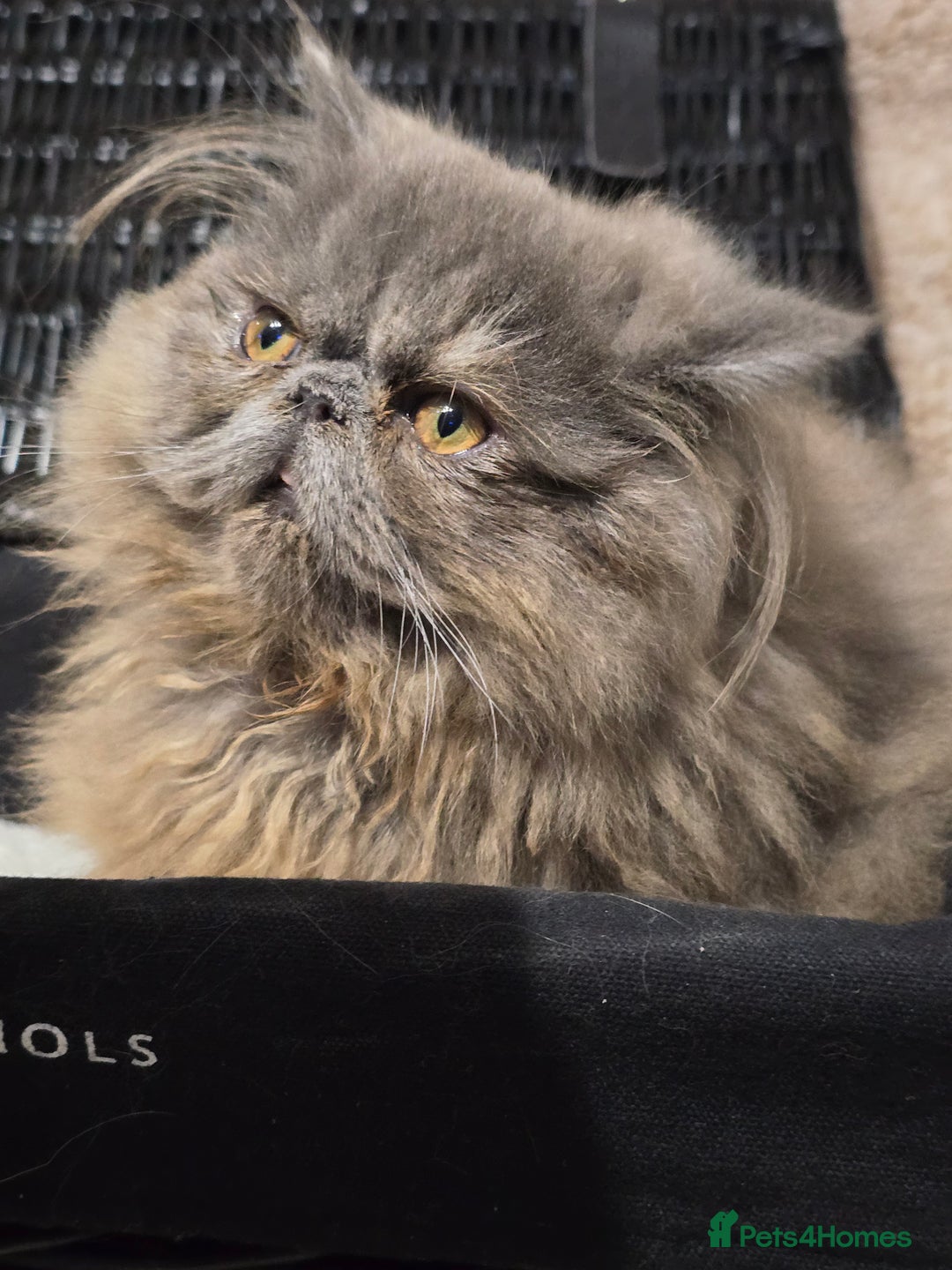Persian cats for stud: GCCF REGISTERED PERSIAN STUD CHAMPION LINES PROVEN in London - Image 21