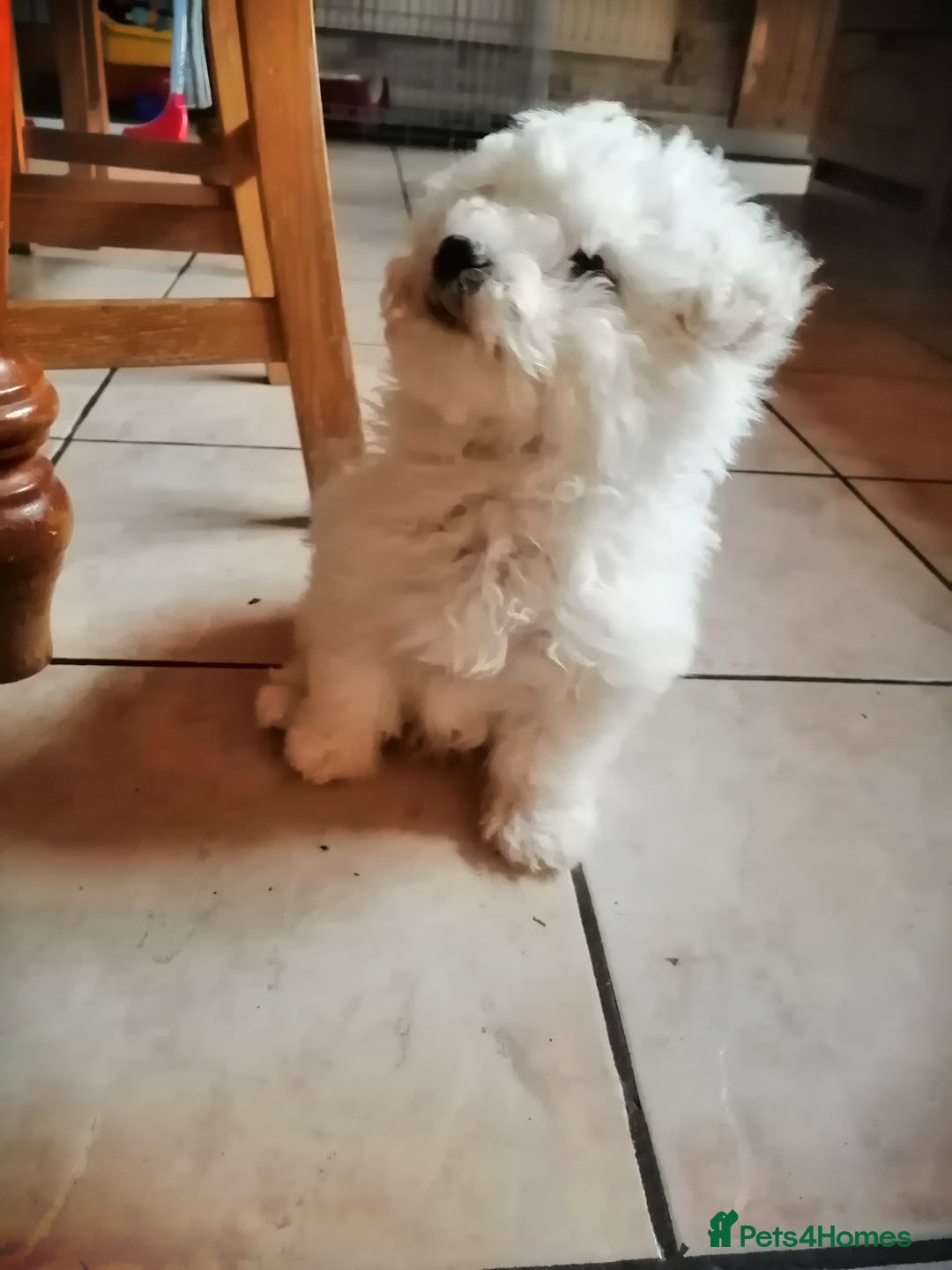 Bichon Frise dogs for sale: BICHON FRISE - Advert 3