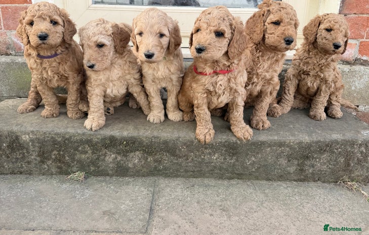 Irish Doodle dogs - Advert 9