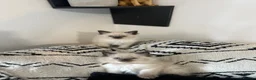 Ragdoll cats for sale: Ragdoll kittens  in Bridport - Advert 1