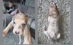 Lurcher dogs for sale: Lurcher pups  - Image 1