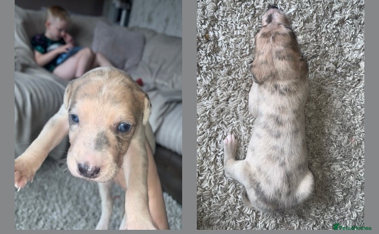 Lurcher dogs - Advert 1