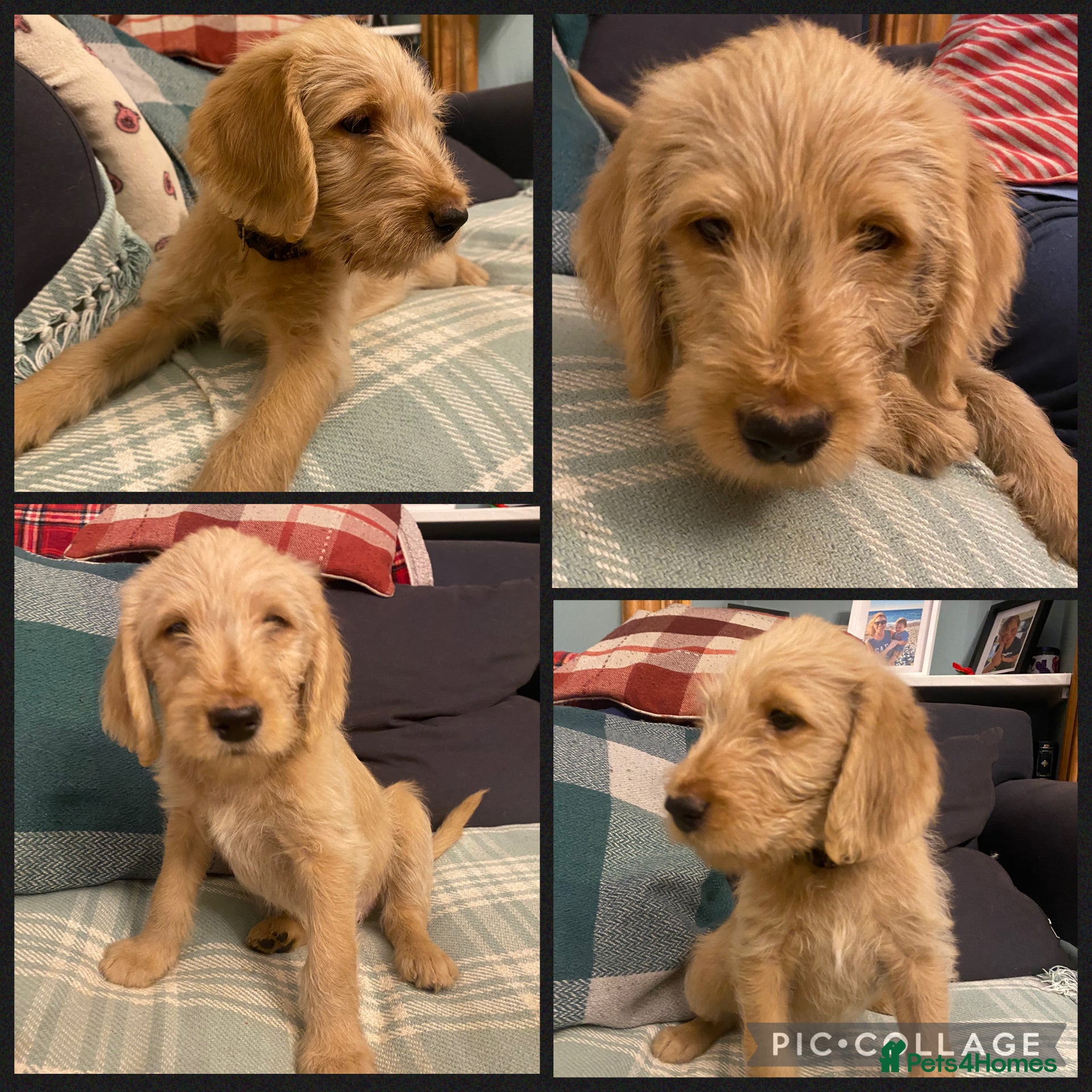 Labradoodle dogs Standard size labradoodle - one remaining boy - Advert 10