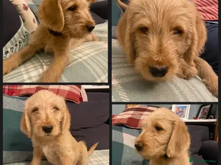Labradoodle dogs Standard size labradoodle - one remaining boy - Advert 10