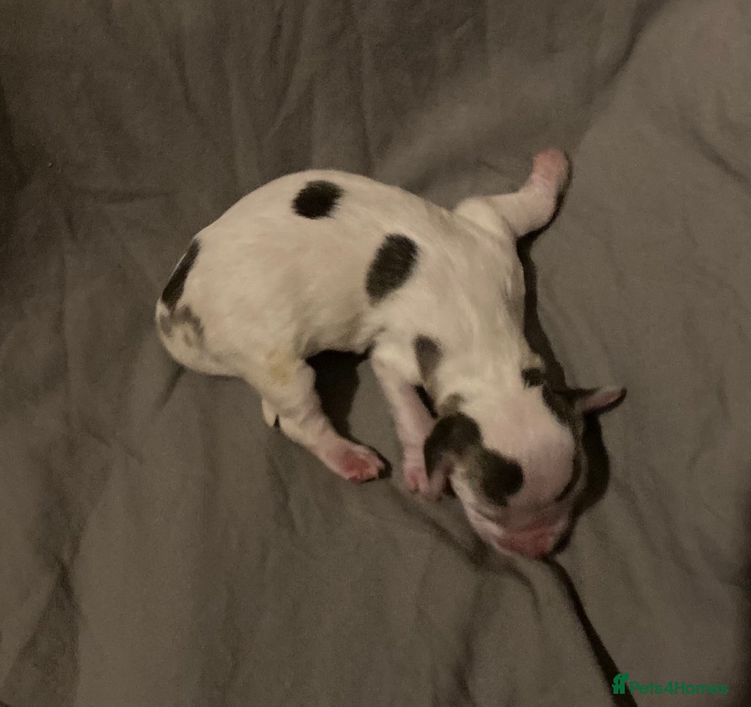 Cocker Spaniel dogs for sale: ‘Show Type’ Cocker Spaniel Puppies. KC Registered. - Image 17