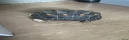 Tortoise reptiles for sale: Redfoot tortoise  - Advert 1
