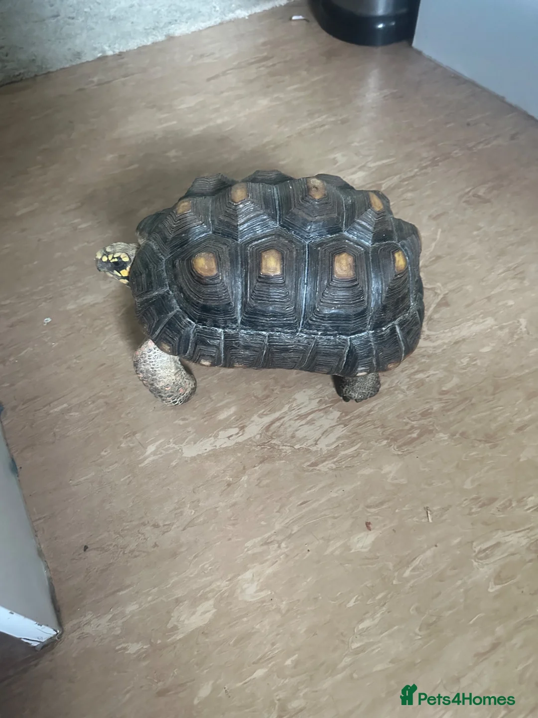 Tortoise reptiles for sale: Redfoot tortoise  - Advert 1