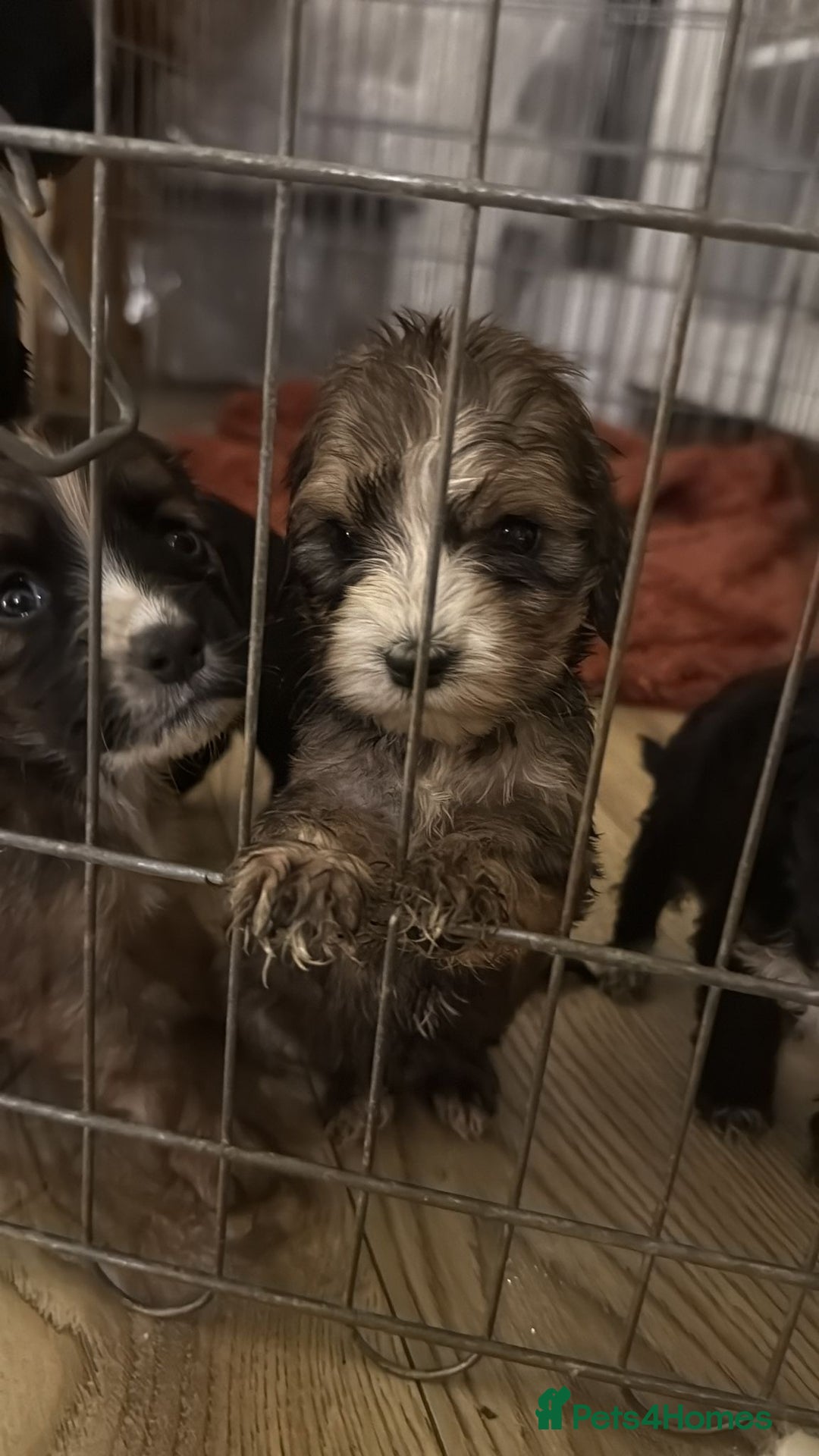 Cockapoo dogs for sale: Cockapoo puppies for sale ready to go - Advert 4