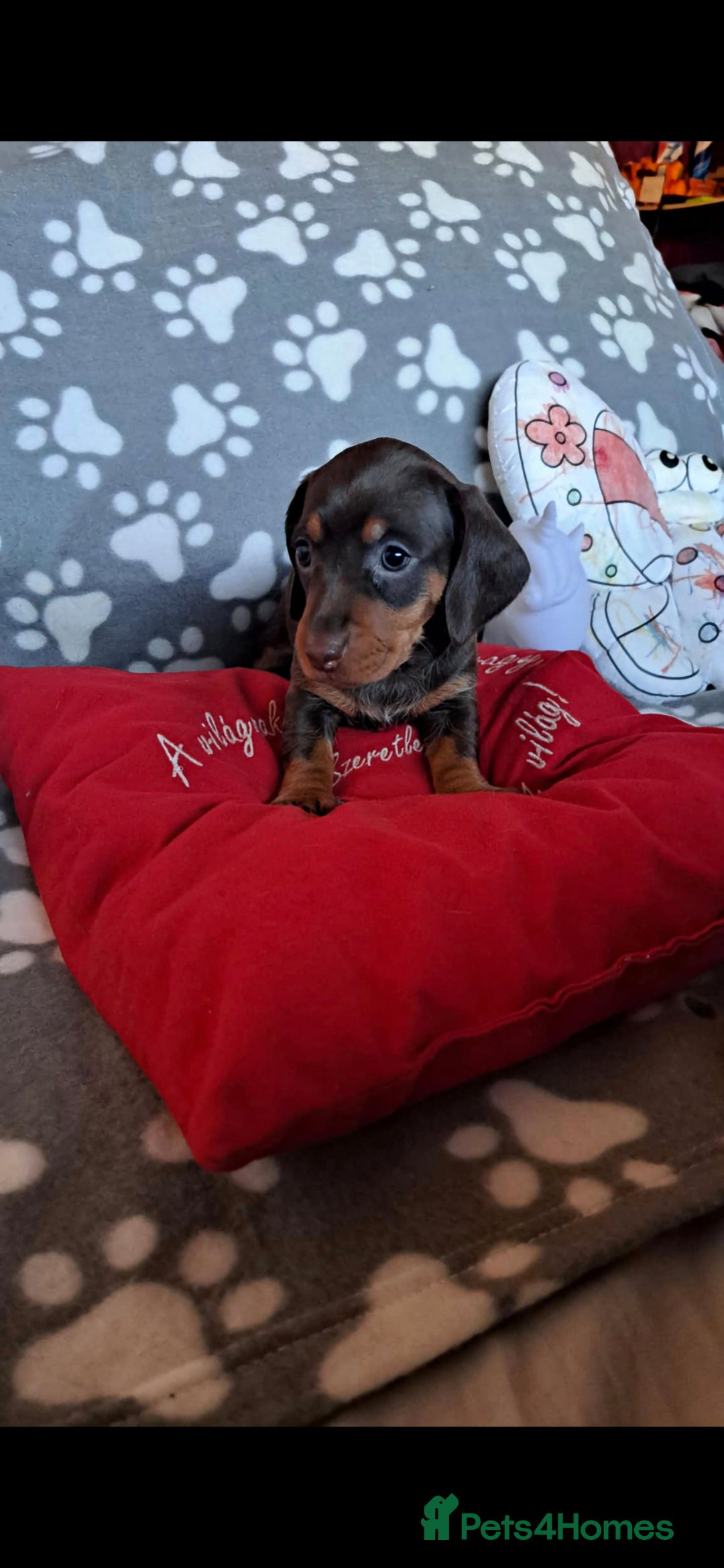 Dachshund dogs for sale: Beautiful Dachshund Puppies - Advert 10