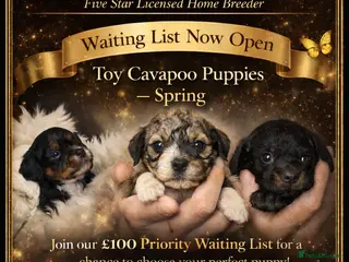 Cavapoo dogs SPRING WAITING LIST TOY CAVAPOO PUPPIES - Advert 15
