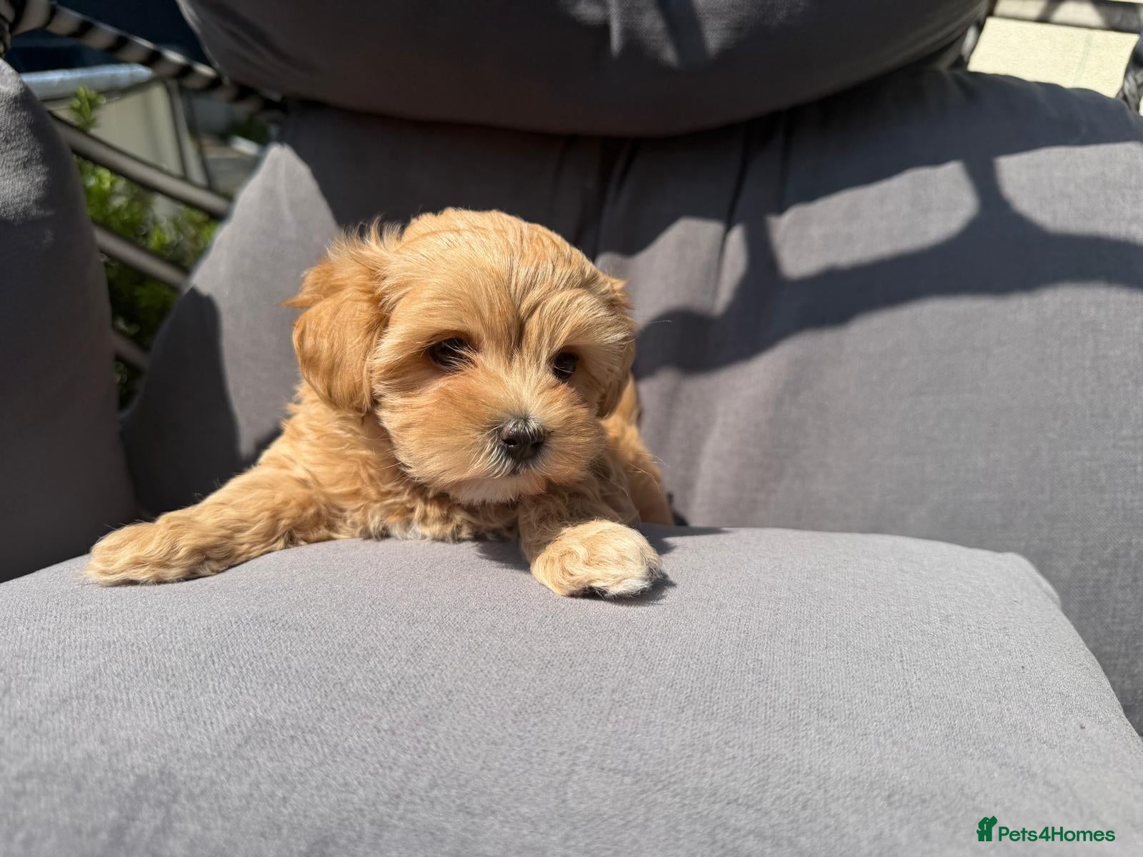 Maltipoo dogs Maltipoo F1 - Beautiful Cream Maltipoo Puppy - Advert 1
