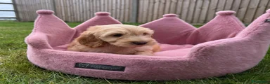 Cockapoo 4