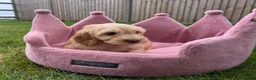 Cockapoo dogs for sale: Stunning F1 Cockapoos looking for 5⭐️ homes!  - Advert 17