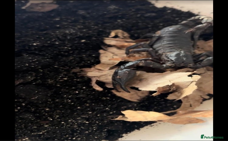 Scorpions invertebrates - Advert 2