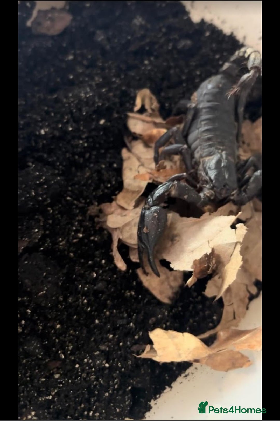 Scorpions invertebrates for sale: X4 Asian Forest Scoripons - Image 1
