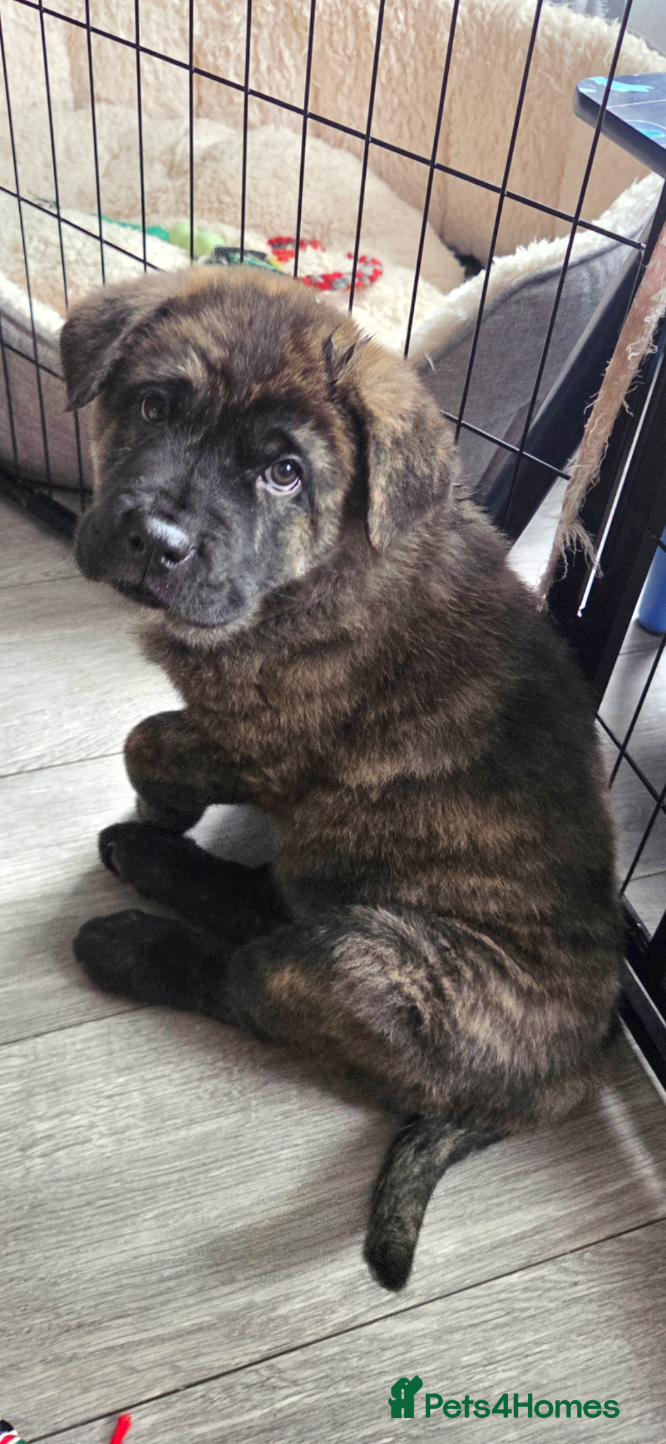 Mixed Breed dogs Chow cross puppies  - Advert 1