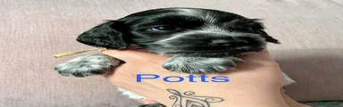 Cocker Spaniel boy- Potts