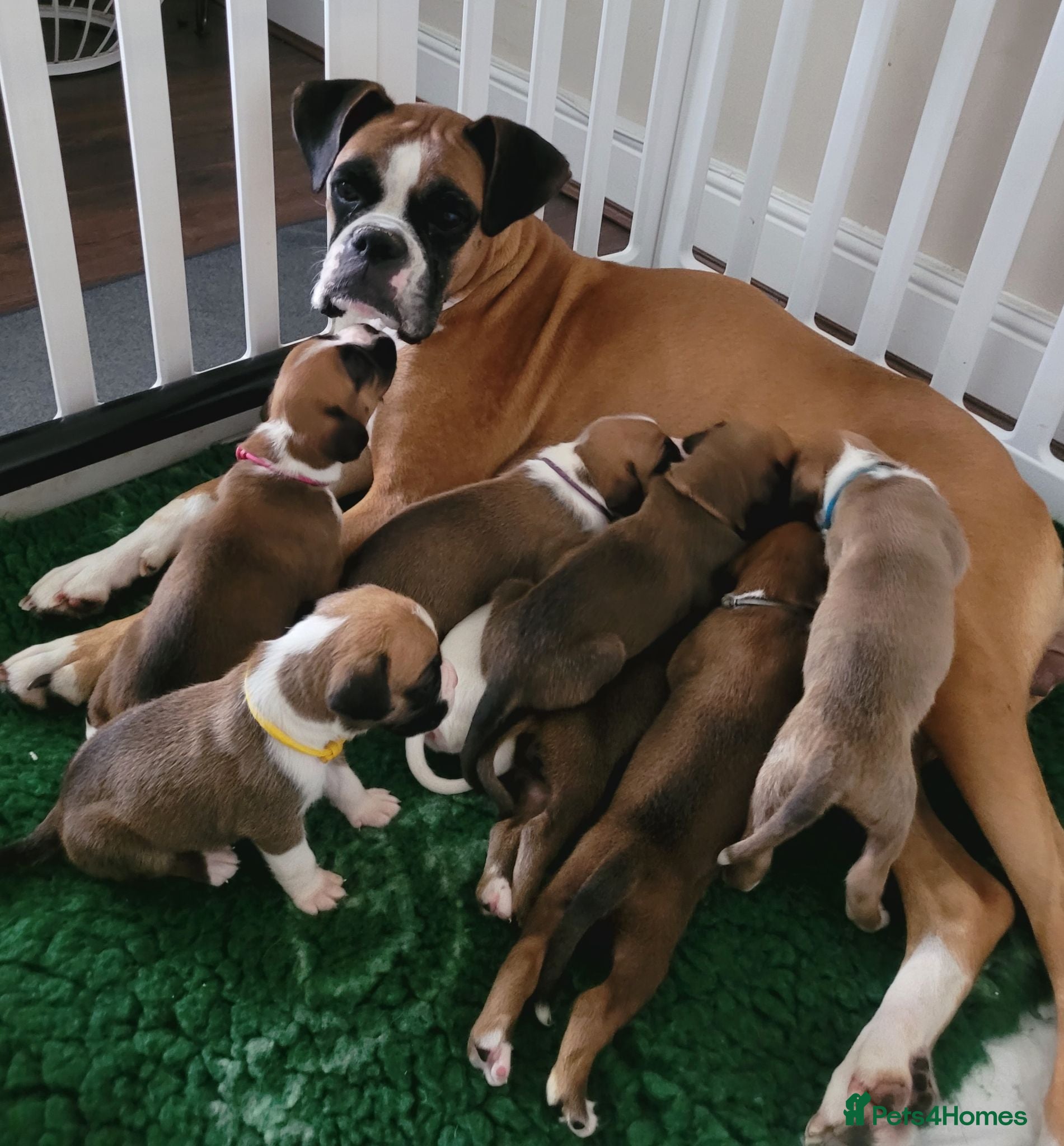 Boxer dogs 💥 KC Reg Boxer Puppies, ONE Boy 💥 - Advert 1