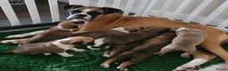 Boxer dogs for sale: 💥 Boxer Puppies 💥 in Manchester - Advert 4