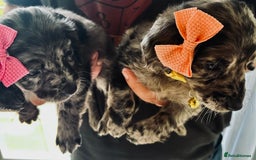 Mixed Breed dogs for sale: Beautiful Sproodle puppies stunning  - Image 26