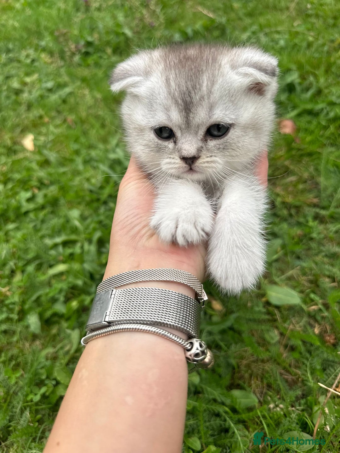 Scottish Fold cats for sale: Scotish fold kittens  - Image 17