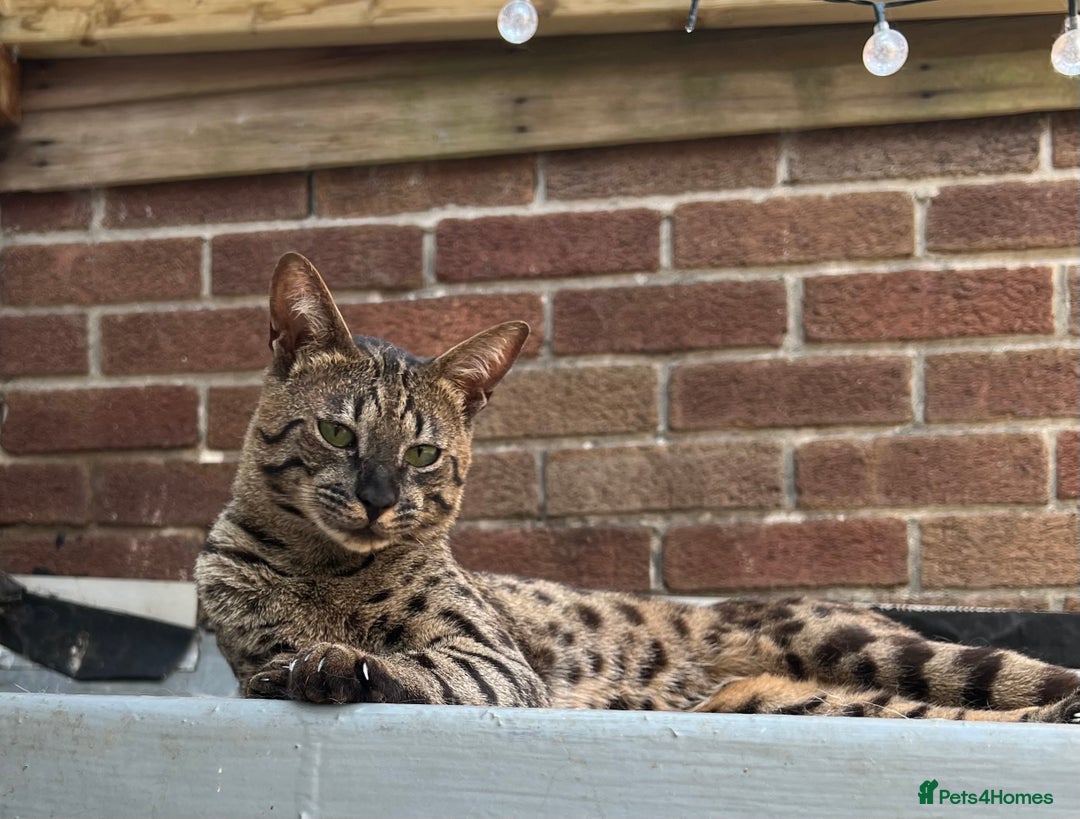 Mixed Breed cats for sale: Stunning Savannah x British shorthair kittens  - Image 9