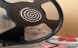 Hamster rodents for sale: Long Haired Female Hamster  - Image 2