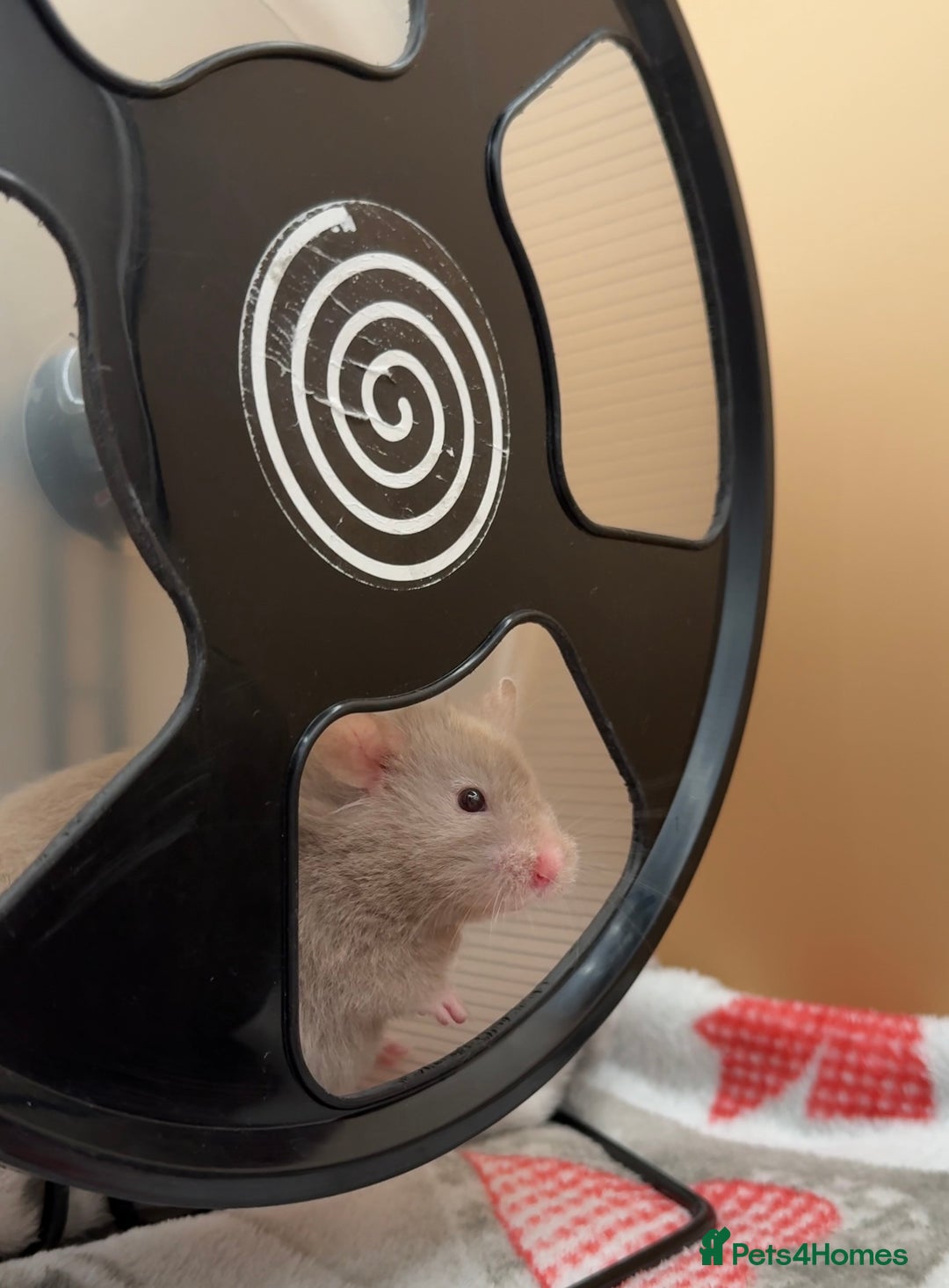 Hamster rodents for sale: Long Haired Female Hamster  - Image 2