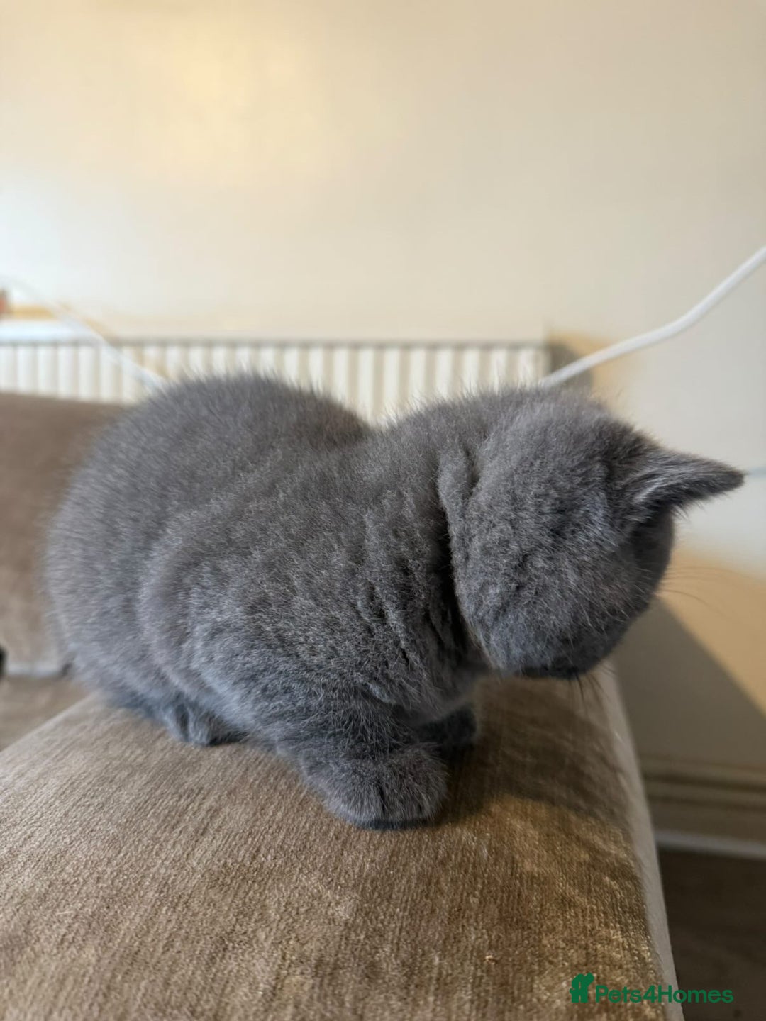 British Shorthair cats for sale: British shorthair  - Advert 5