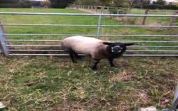 Sheep livestock for sale: BLUE FACED SHEARLING EWE - Image 2