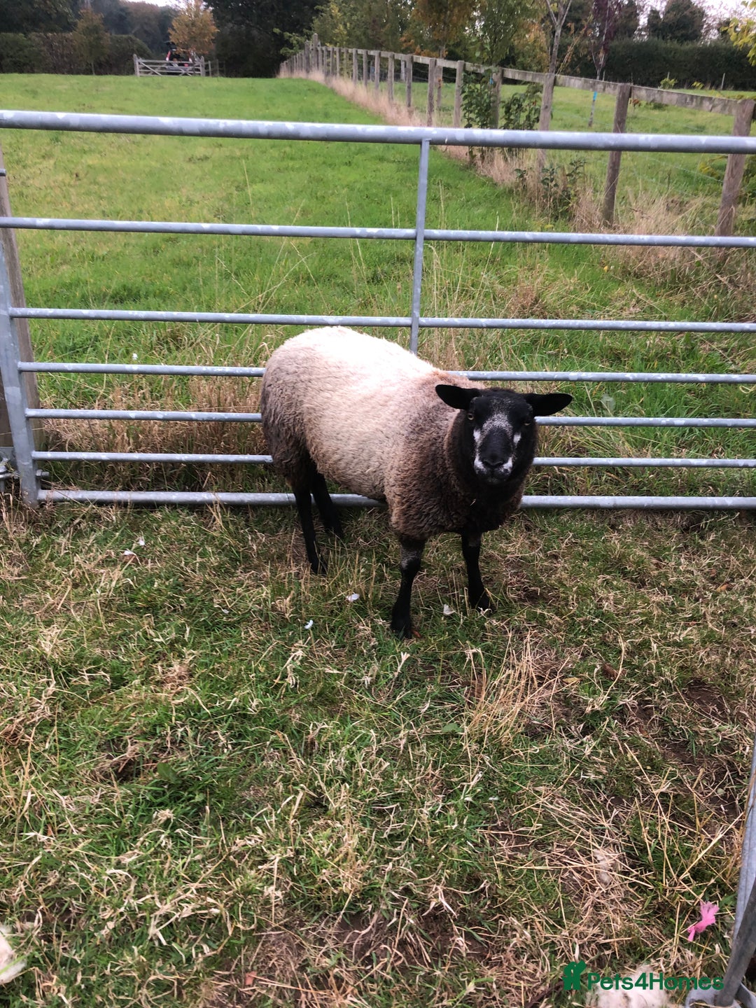Sheep livestock for sale: BLUE FACED SHEARLING EWE - Image 2