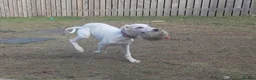 Mixed Breed dogs for sale: Absolutely beautiful almost pure Saluki girl  in Barnsley - Advert 9