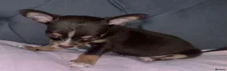 Chihuahua dogs for sale: Beautiful chihuahua puppys - Advert 7