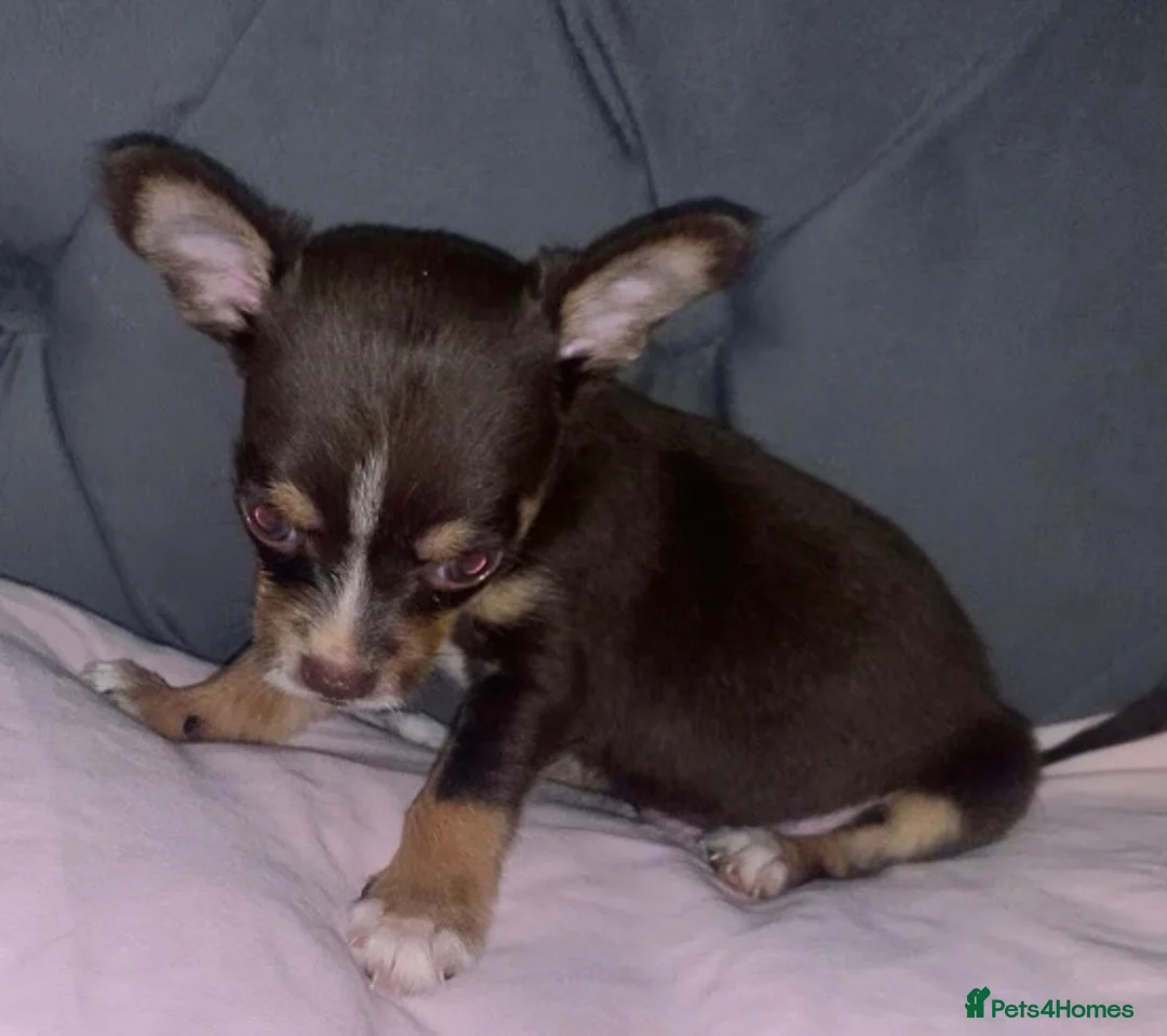 Chihuahua dogs for sale: Beautiful chihuahua puppys - Advert 7