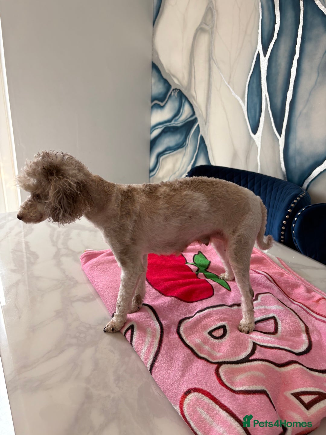 Toy Poodle dogs for sale: 1 Male & 1 Female Toy Poodle - Image 17