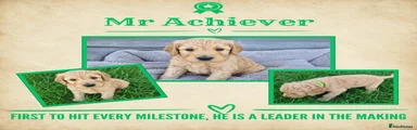 Mr Achiever