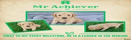 Goldendoodle dogs for sale: Beautiful Home-Raised F1 Goldendoodles Ready 23/7 - Advert 7