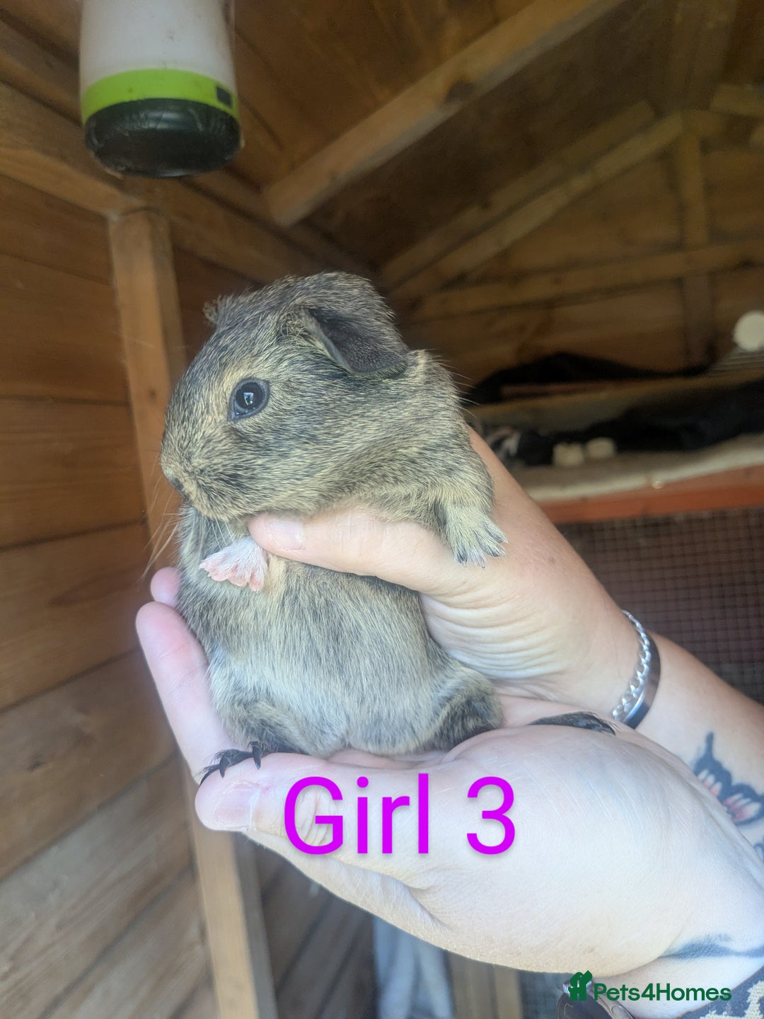 Guinea Pig rodents for sale: Guinea pig girls - Image 8